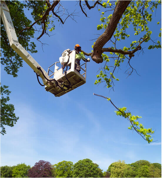 toms tree and landscape looking for the right tree surgeons