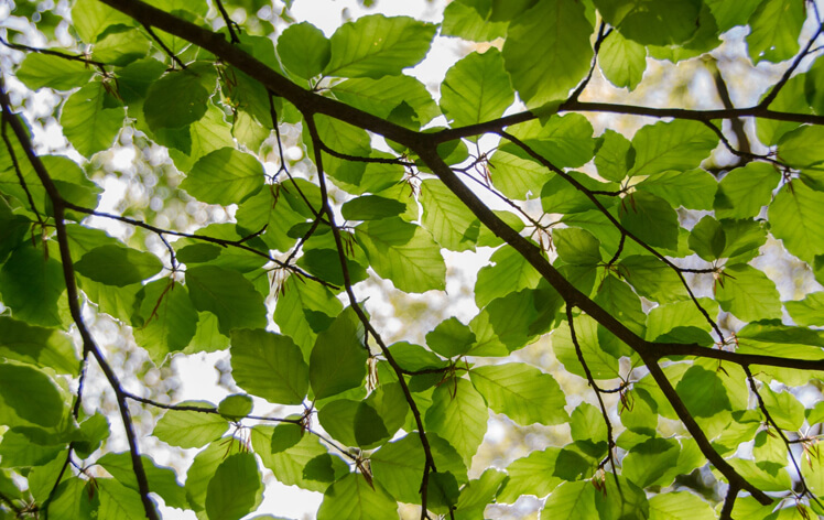 toms tree and landscape tree pruning experts in essex