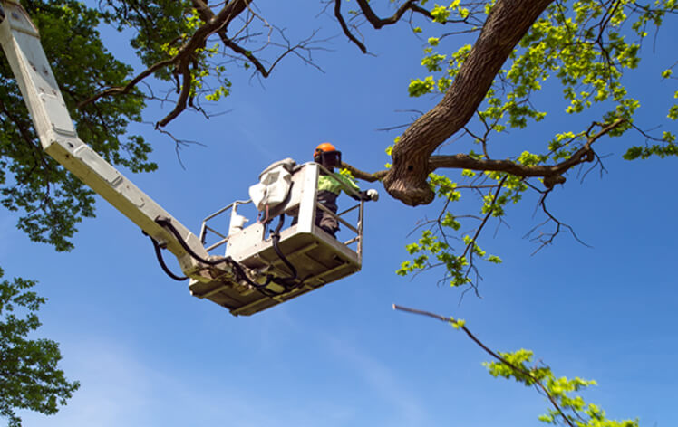 toms tree and landscape tree surgery experts in essex
